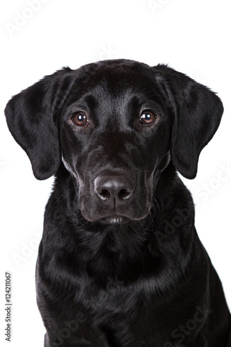Schwarzer Labrador Retriever Welpe vor wei  em Hintergrund 