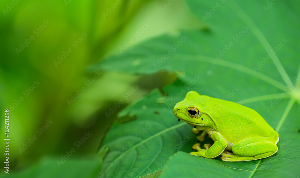 American green tree frog with lush ginger foliage American green tree frog with lush ginger foliage