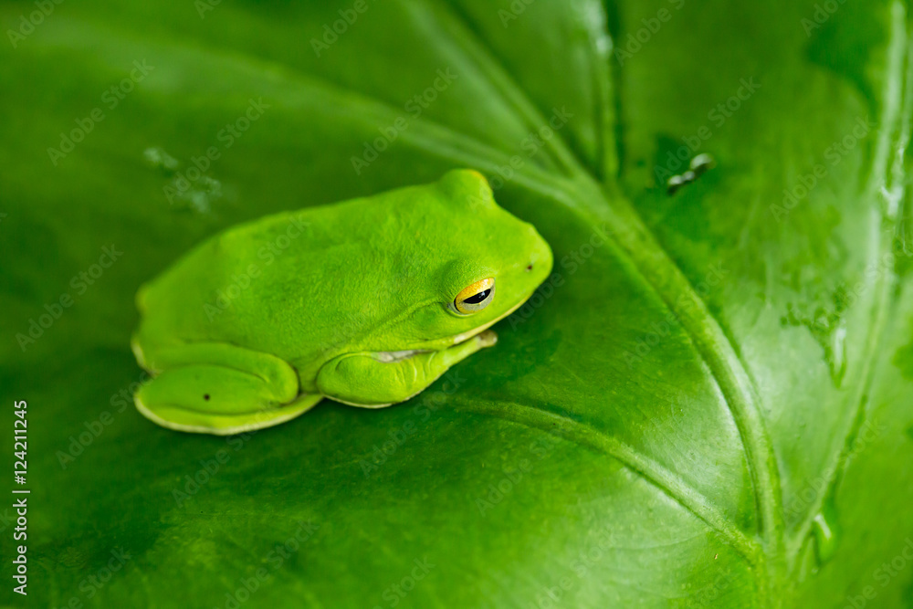 American green tree frog with lush ginger foliage American green tree frog with lush ginger foliage