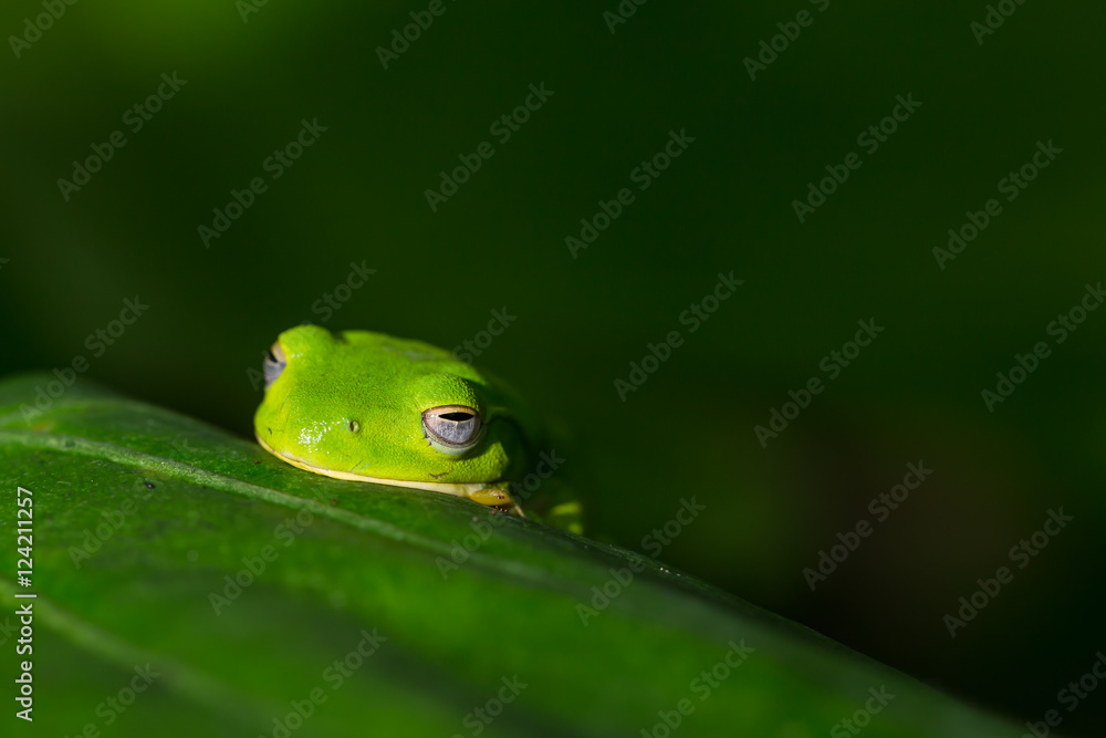American green tree frog with lush ginger foliage American green tree frog with lush ginger foliage