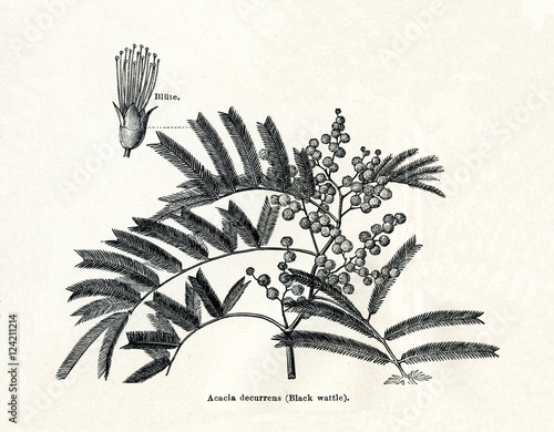 Black wattle (Acacia decurrens) (from Meyers Lexikon, 1895, 7/378/379) photo