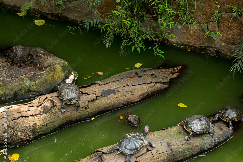 Fototapeta premium Turtles on logs in Kowloon park Hong Kong