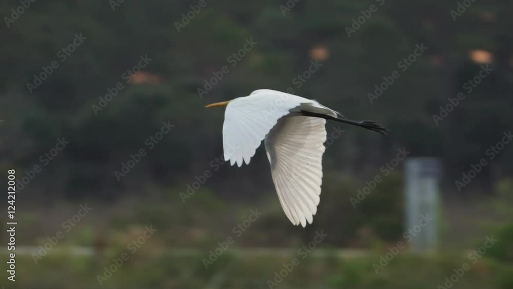 Slow motion of snowy egret flying mid air Slow motion of snowy egret flying mid air