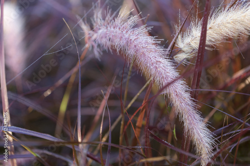 Heather and grass pollen are filled with fiber spider.