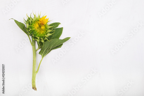 beautiful sunflower with leaves isolated on white background