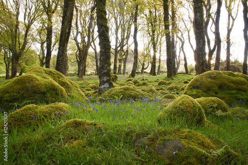 Bluebells bathing in the morning sun surrounded by mossy forest