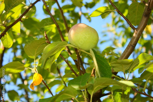 Зелёное яблоко на яблоне