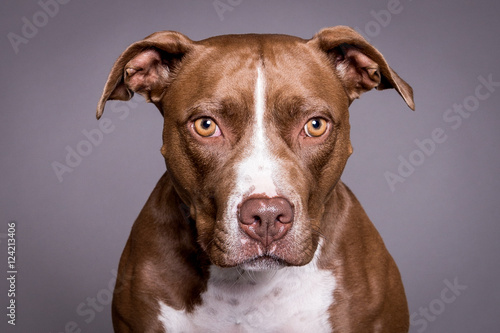 pitt bull dog portrait in grey background photo