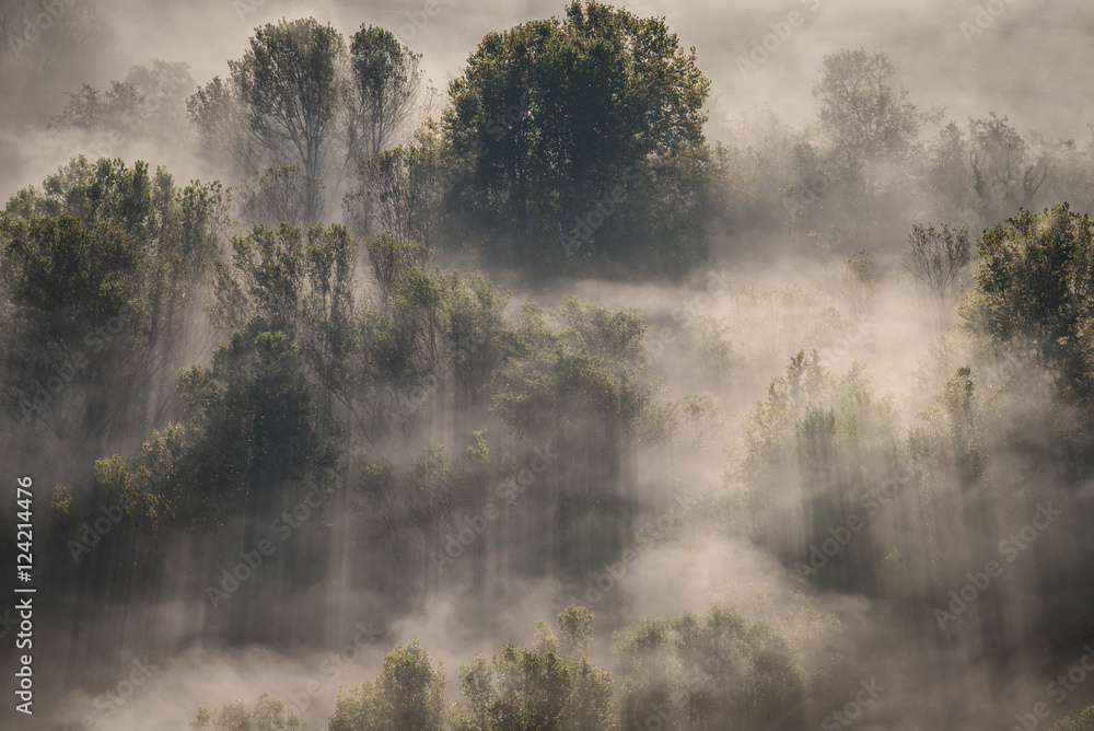 fog at Adda river valley fog at Adda river valley