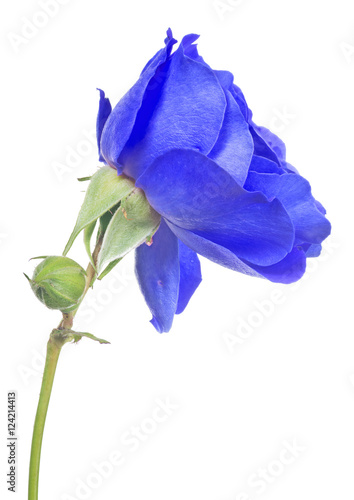 isolated bright blue rose with bud