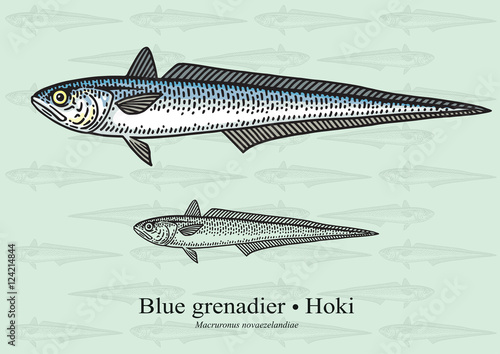 Blue grenadier, Hoki. Vector illustration for artwork in small sizes. Suitable for graphic and packaging design, educational examples, web, etc.