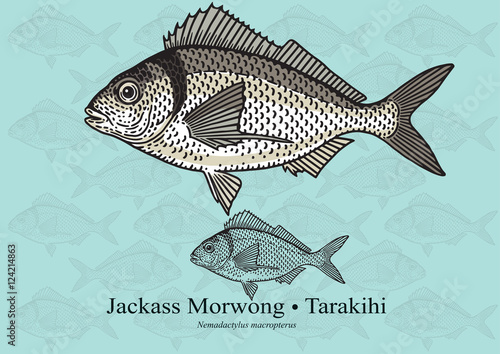 Jackass Morwong, Tarakihi. Vector illustration for artwork in small sizes. Suitable for graphic and packaging design, educational examples, web, etc. photo