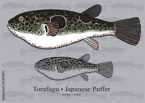 Japanese Puffer, Torafugu. Vector illustration for artwork in small sizes. Suitable for graphic and packaging design, educational examples, web, etc.