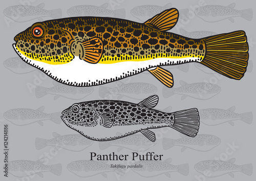 Panther Puffer. Vector illustration for artwork in small sizes. Suitable for graphic and packaging design, educational examples, web, etc.