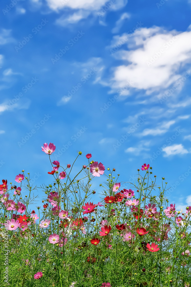 Obraz premium ピンク色と赤色のコスモスの花 