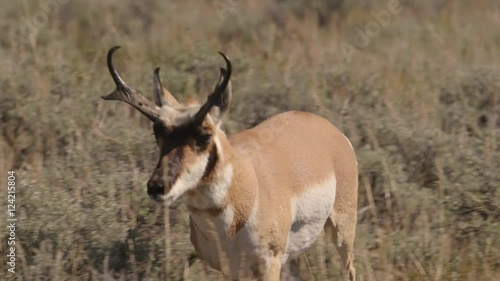 Tracking shot of wild pronghorn antelope running in field