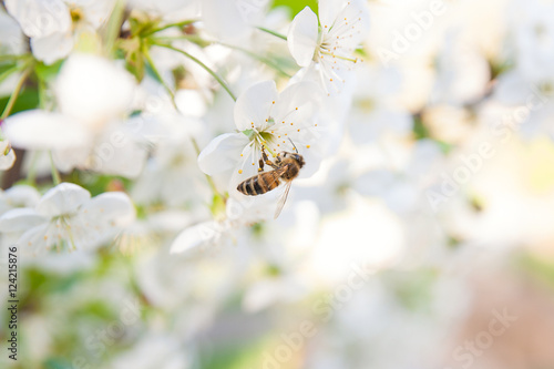 Bee collects nectar and pollen on a blossoming cherry tree branc © kostik2photo