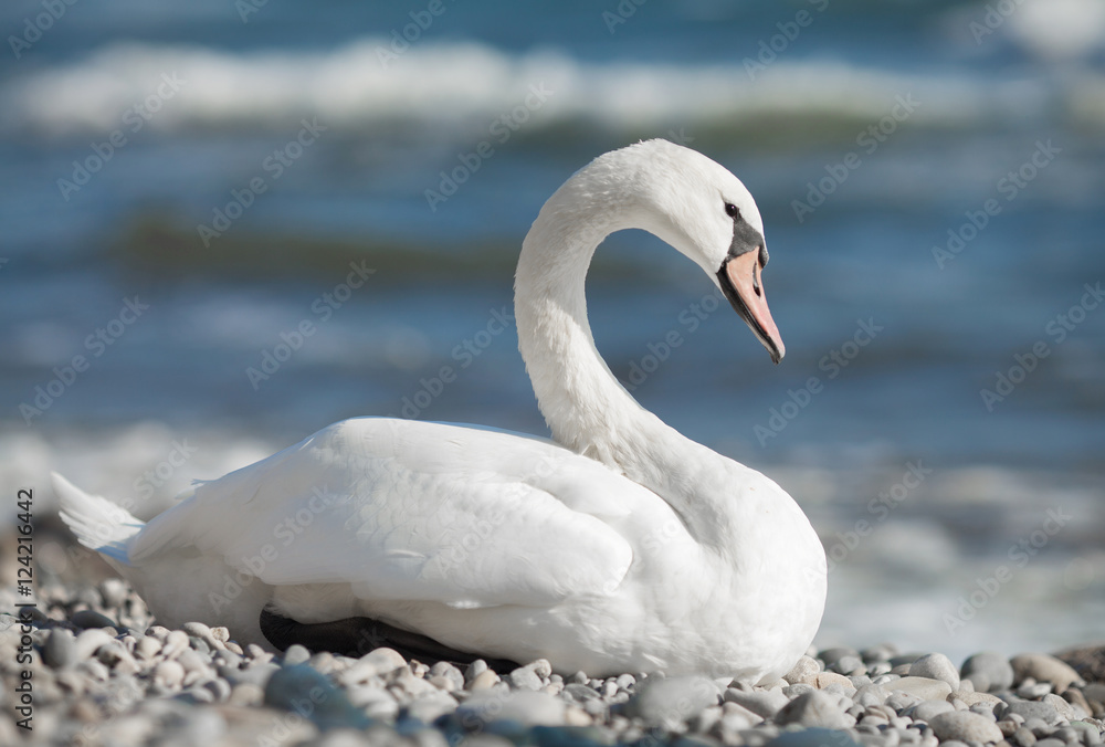 Obraz premium Wildlife and sealife concept. Beautiful white adult swan on sea ocean lake. Wild bird animal swimming on water in sunny day.