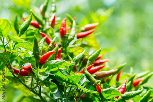Red chili peppers on the tree in garden.