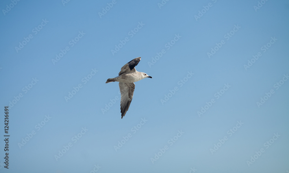 flying seagull. Flying kelp gull