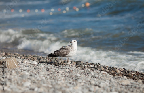 Sea Gull on the beach