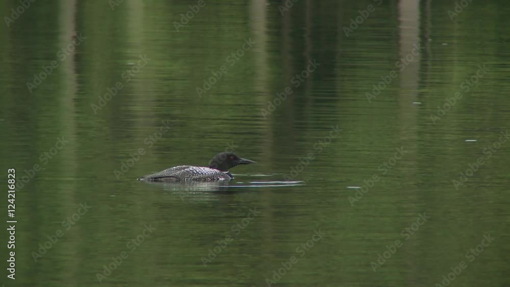 Loon swimming in lake during rain Loon swimming in lake during rain