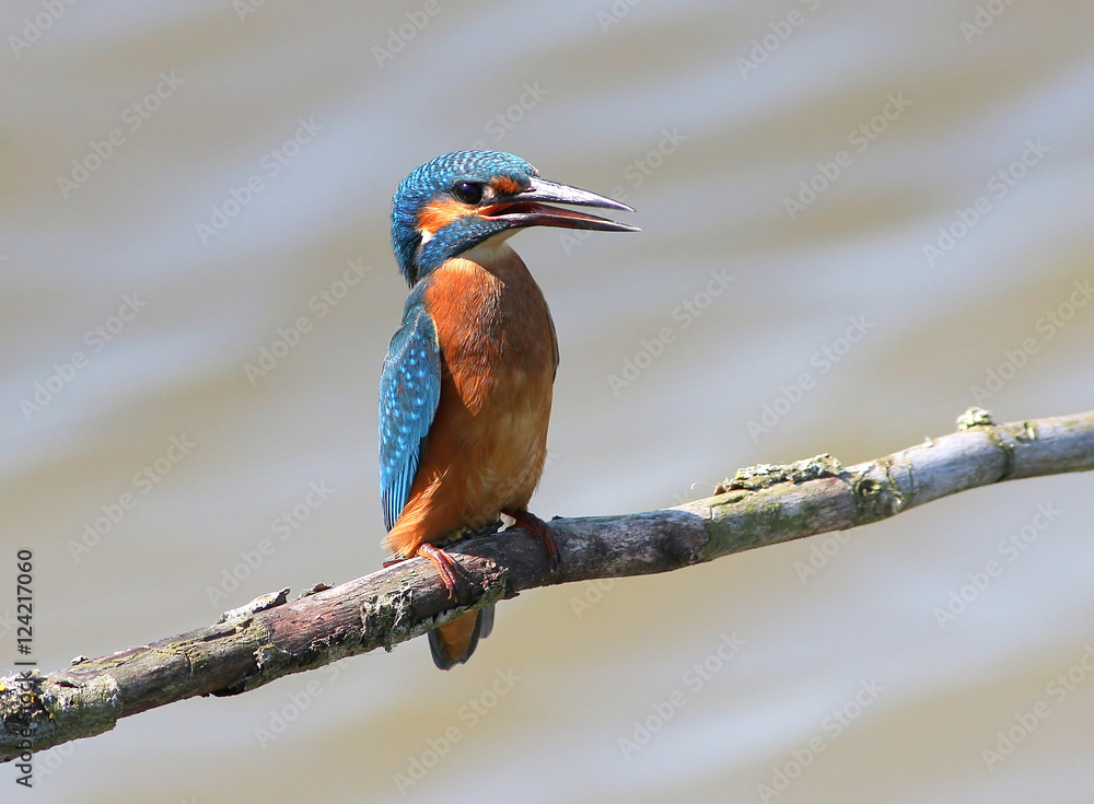 Fototapeta premium Excited juvenile male European Common Kingfisher (Alcedo Atthis) posing on a branch