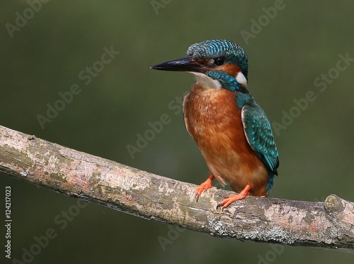 Colourful male European Common Kingfisher (Alcedo Atthis) in close-up. © gerwbosma