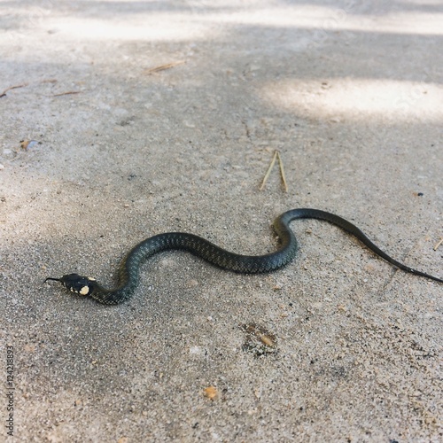 snake on forest road