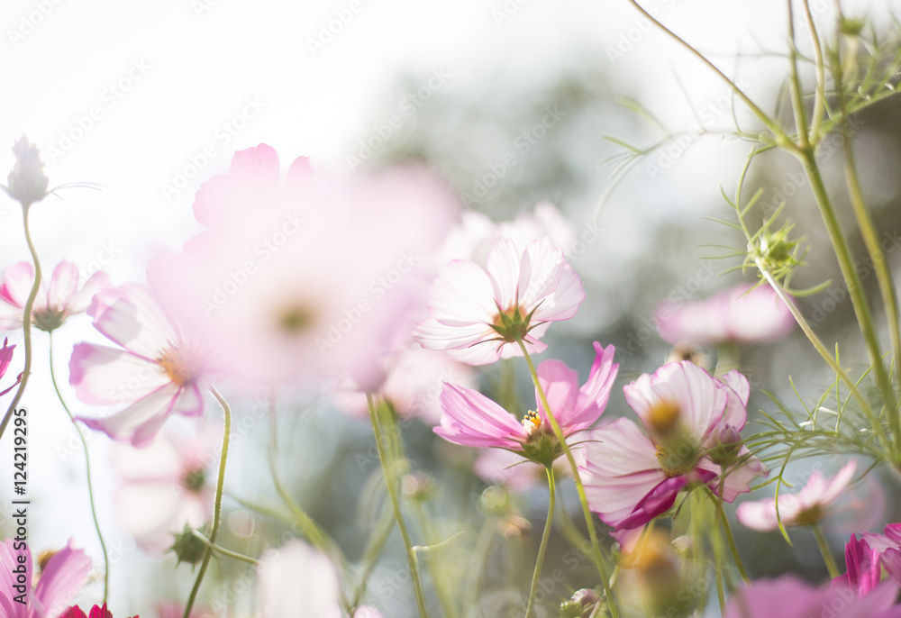 Obraz premium Beautiful cosmos 