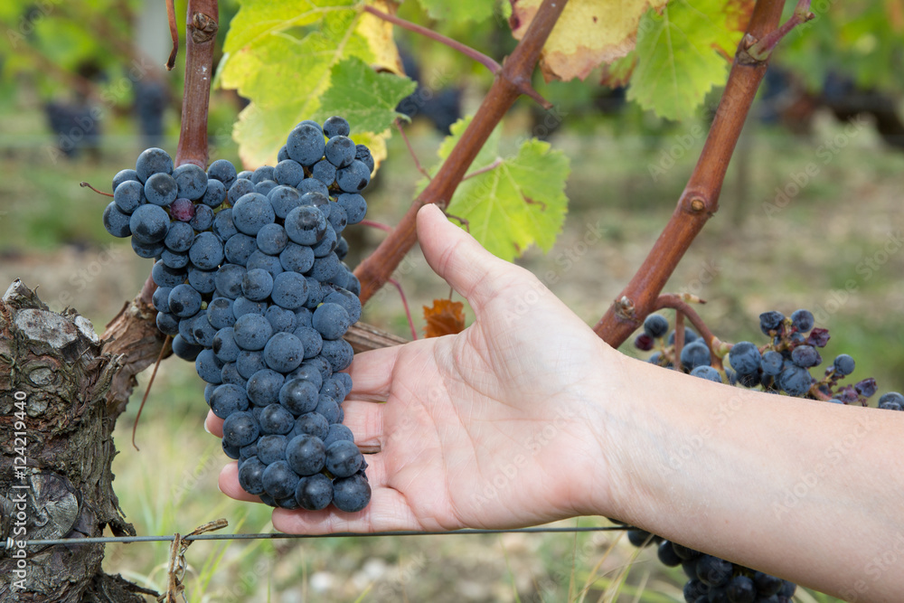 Farmers hands with freshly harvested black grapes.