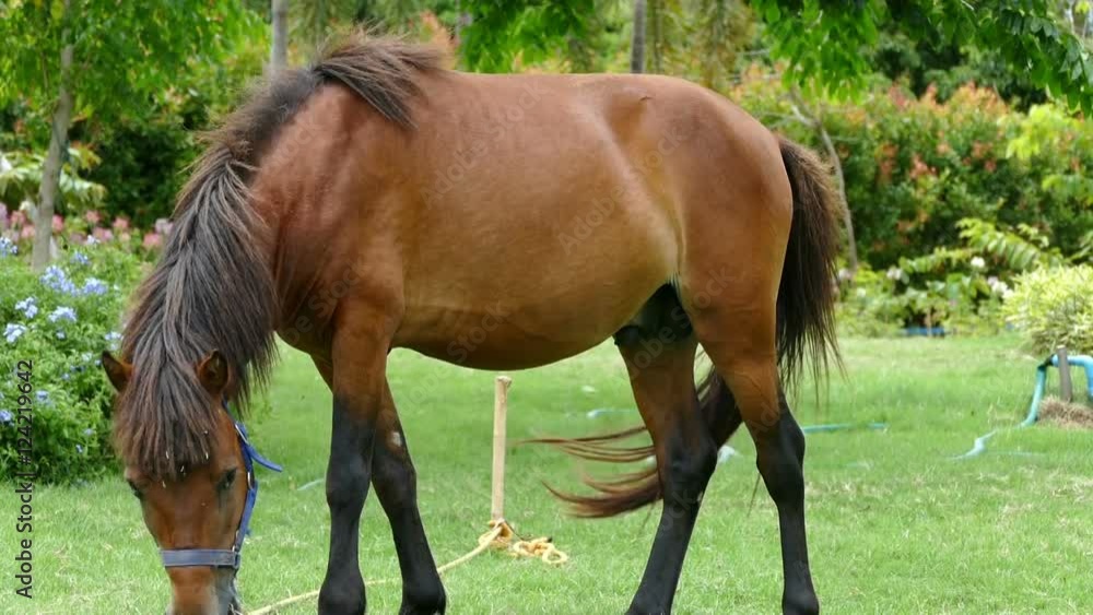 brown horse is grazing grass in the park brown horse is grazing grass in the park