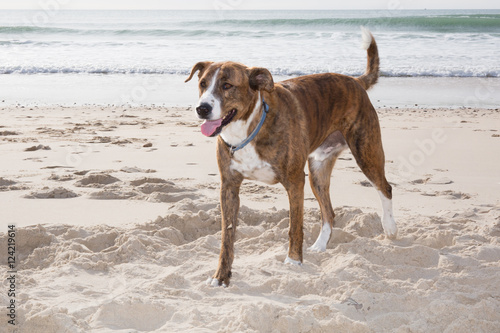 Fototapeta Naklejka Na Ścianę i Meble -  Dog on the sand is walking close to ocean