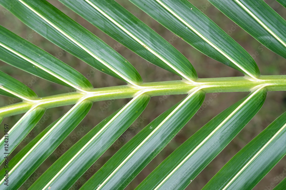 Coconut leaf texture
