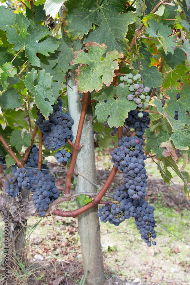 Bunches of red wine grapes hang from an old vine