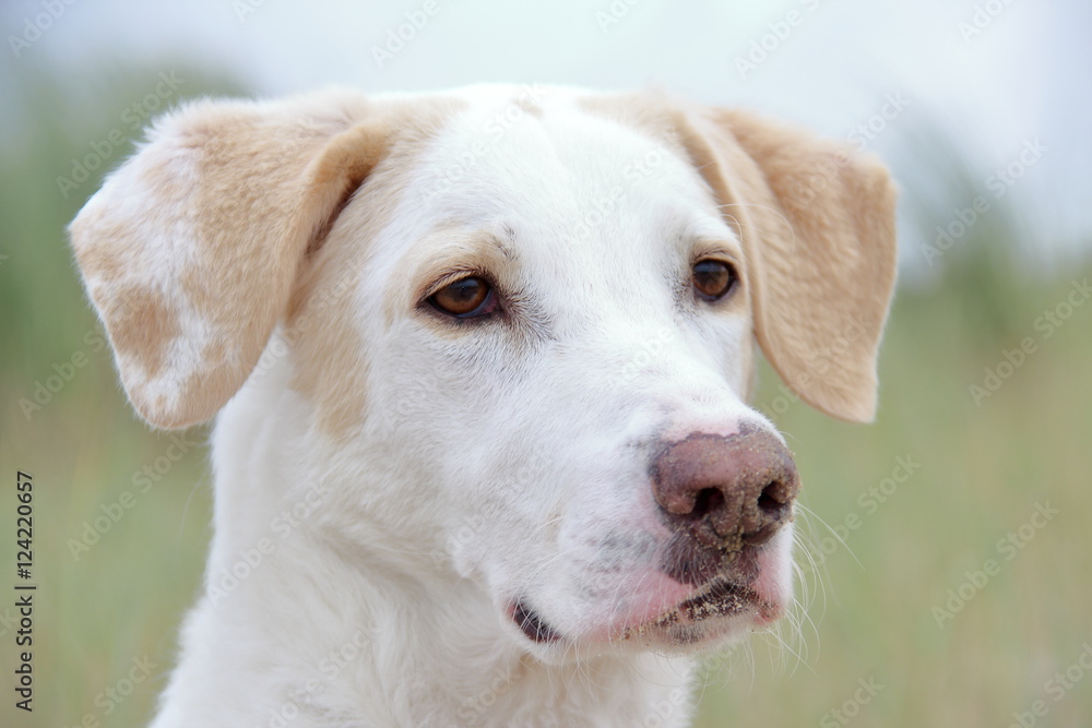 Hübscher Hund mit sandiger Nase