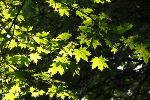 young maple leaves