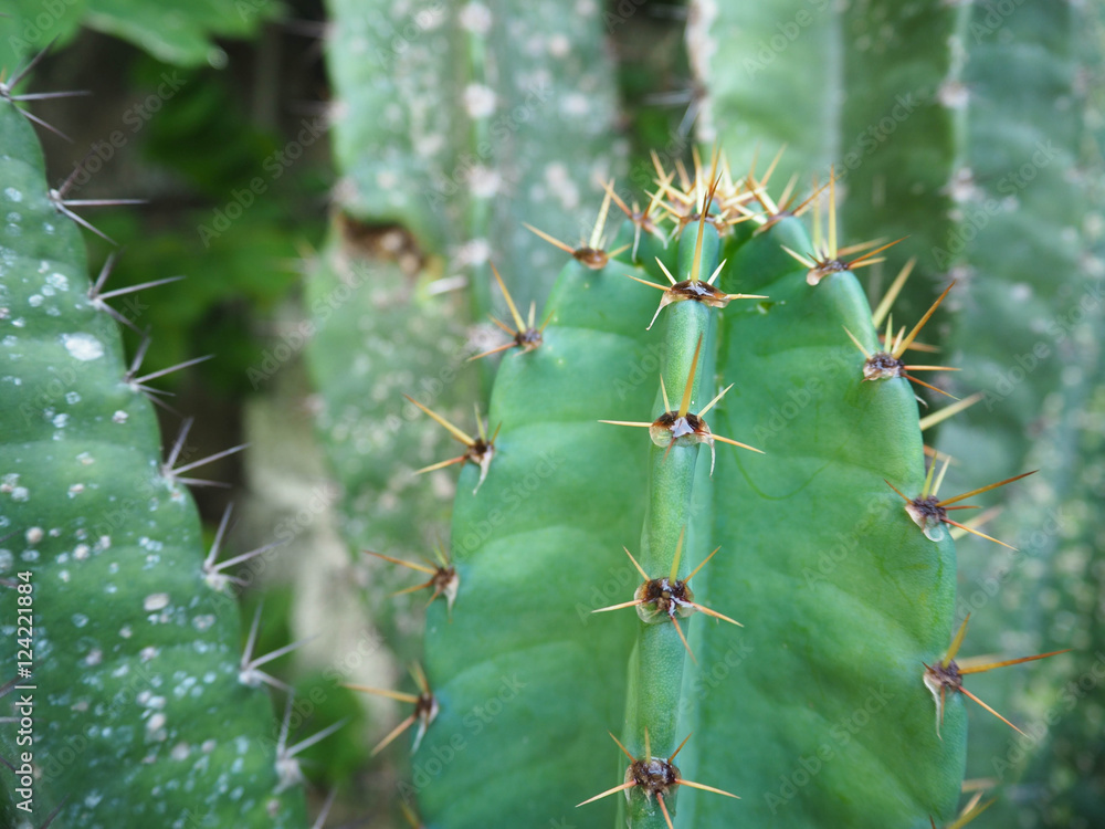 Yellow spikes on Torch Thriste (Cereus hexagonus) Yellow spikes on Torch Thriste (Cereus hexagonus)