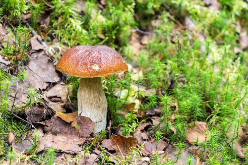 Forest edible mushroom with brown cap in the green grass