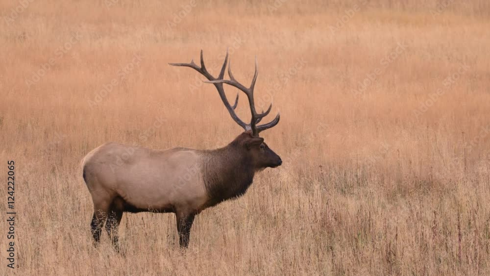 Bull elk standing in grassy field Bull elk standing in grassy field