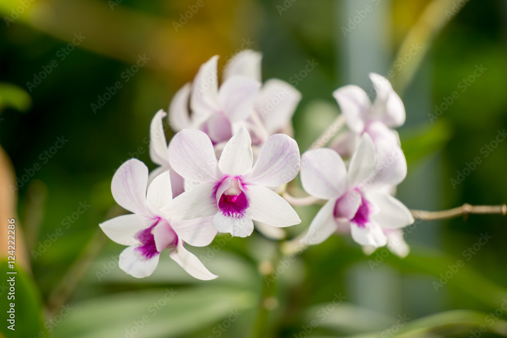 Flower in the garden,Thailand Flower in the garden,Thailand