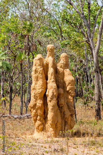 Giant Termite Mound photo