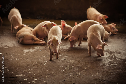 Pigs
