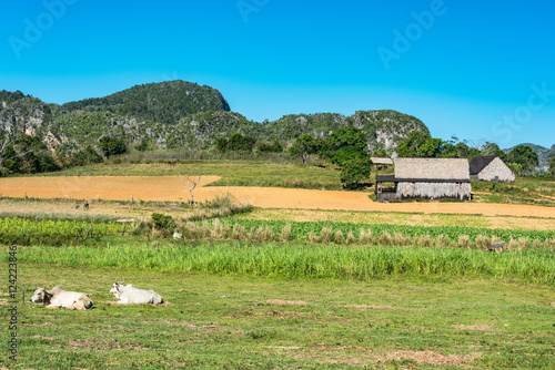 Foto cultivation of tobacco in pinar del rio, cuba