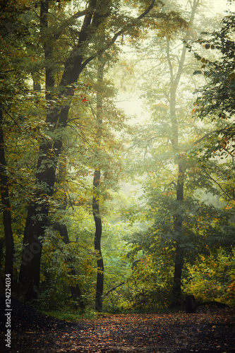 Fototapeta Naklejka Na Ścianę i Meble -  Autumn scenery, deciduous forest. Soft selective focus