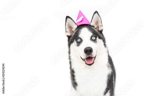 Close-up of a Husky in front of a white background