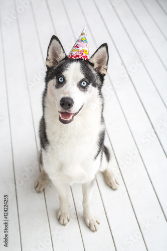 Close-up of a Husky in front of a white background