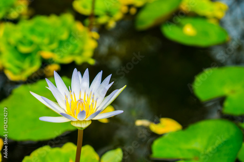Close up small blooming white lotus in the pond