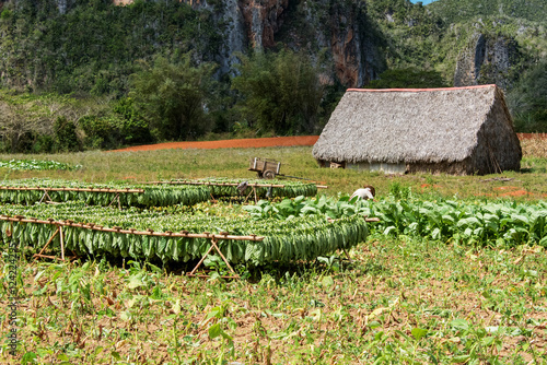 Canvas Print cultivation of tobacco in pinar del rio, cuba