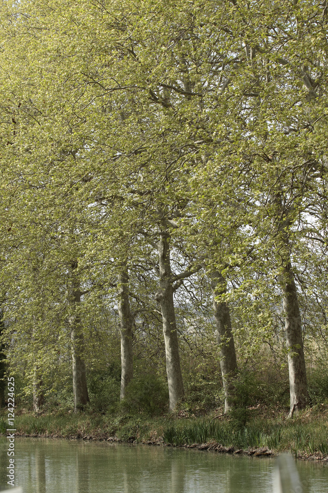 Fototapeta premium Canal du Midi